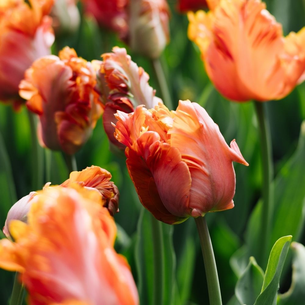 Tulip 'Amazing Parrot' (15 bulbs)