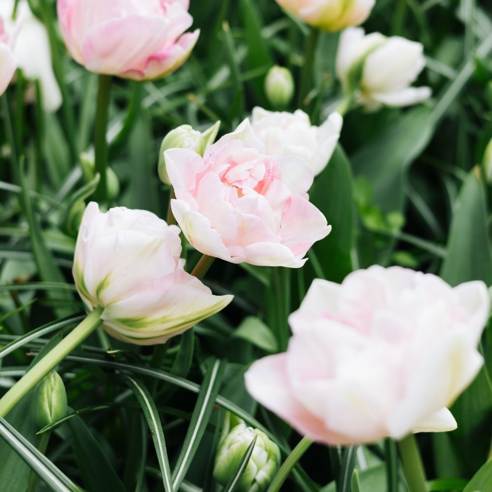 Tulip 'Angelique' (15 bulbs)