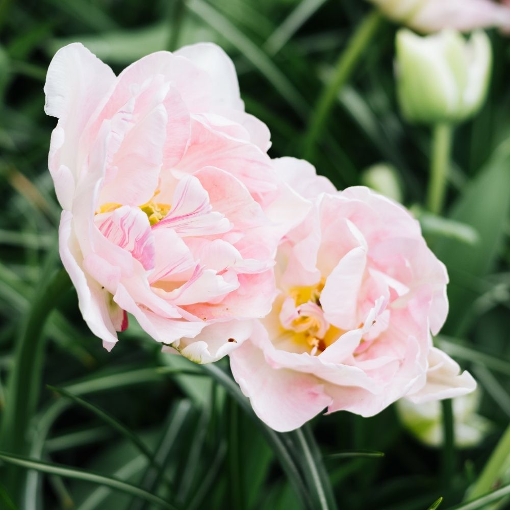 Tulip 'Angelique' (15 bulbs)