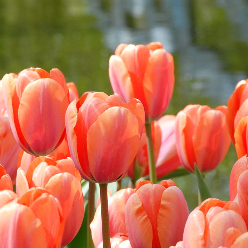 Tulip 'Apricot Impression' (15 bulbs) BIO