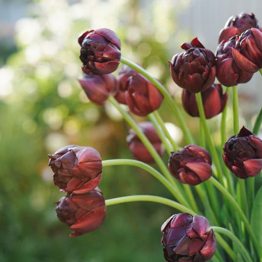 Tulip 'Black Hero' (10 bulbs)