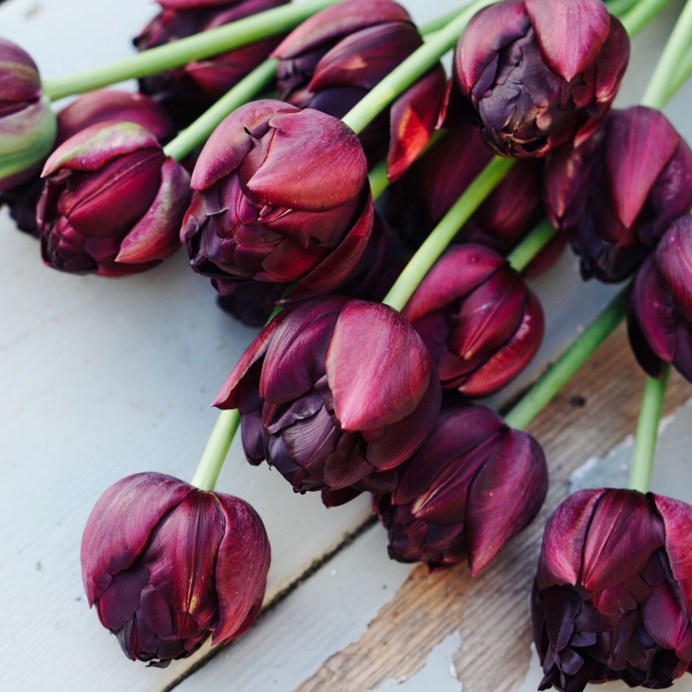 Tulip 'Black Hero' (10 bulbs)