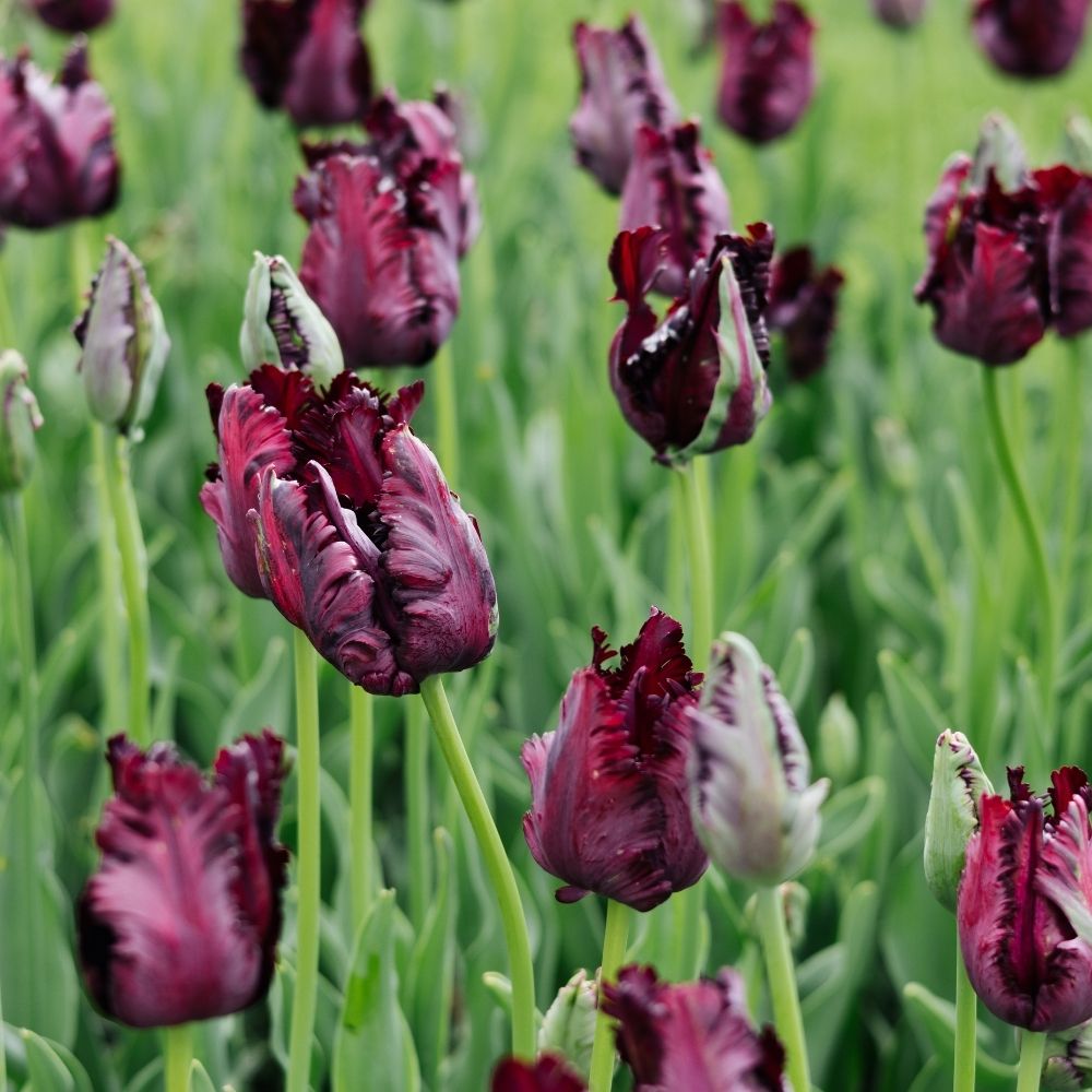 Tulip 'Black Parrot' (15 bulbs)