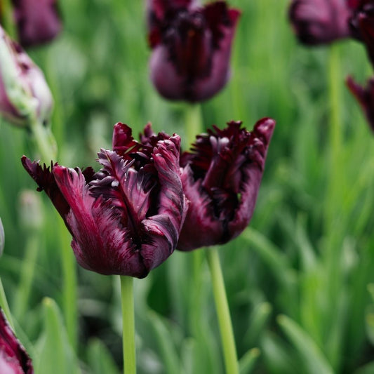 Tulip 'Black Parrot' (15 bulbs)