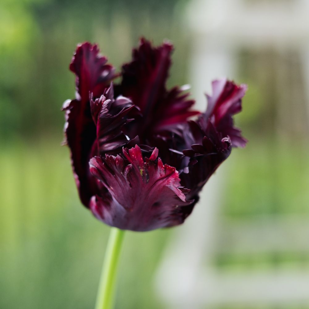 Tulip 'Black Parrot' (15 bulbs)