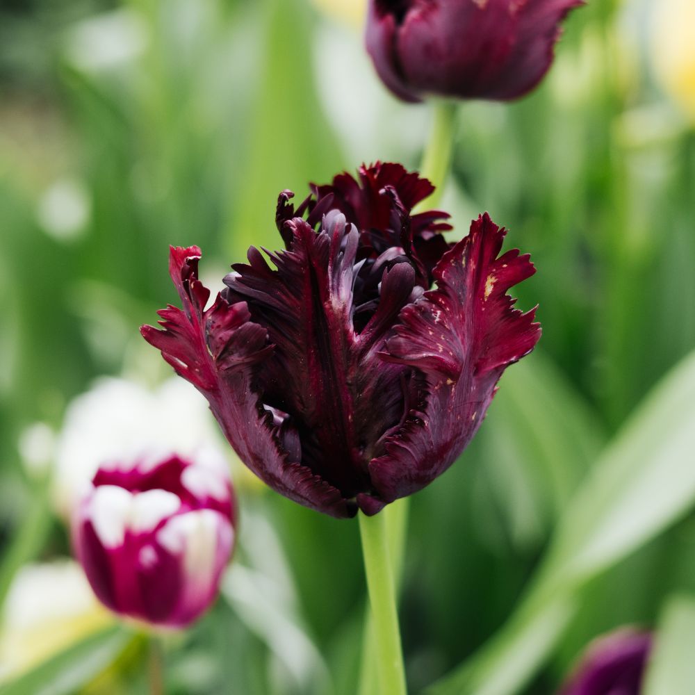 Tulip 'Black Parrot' (15 bulbs)