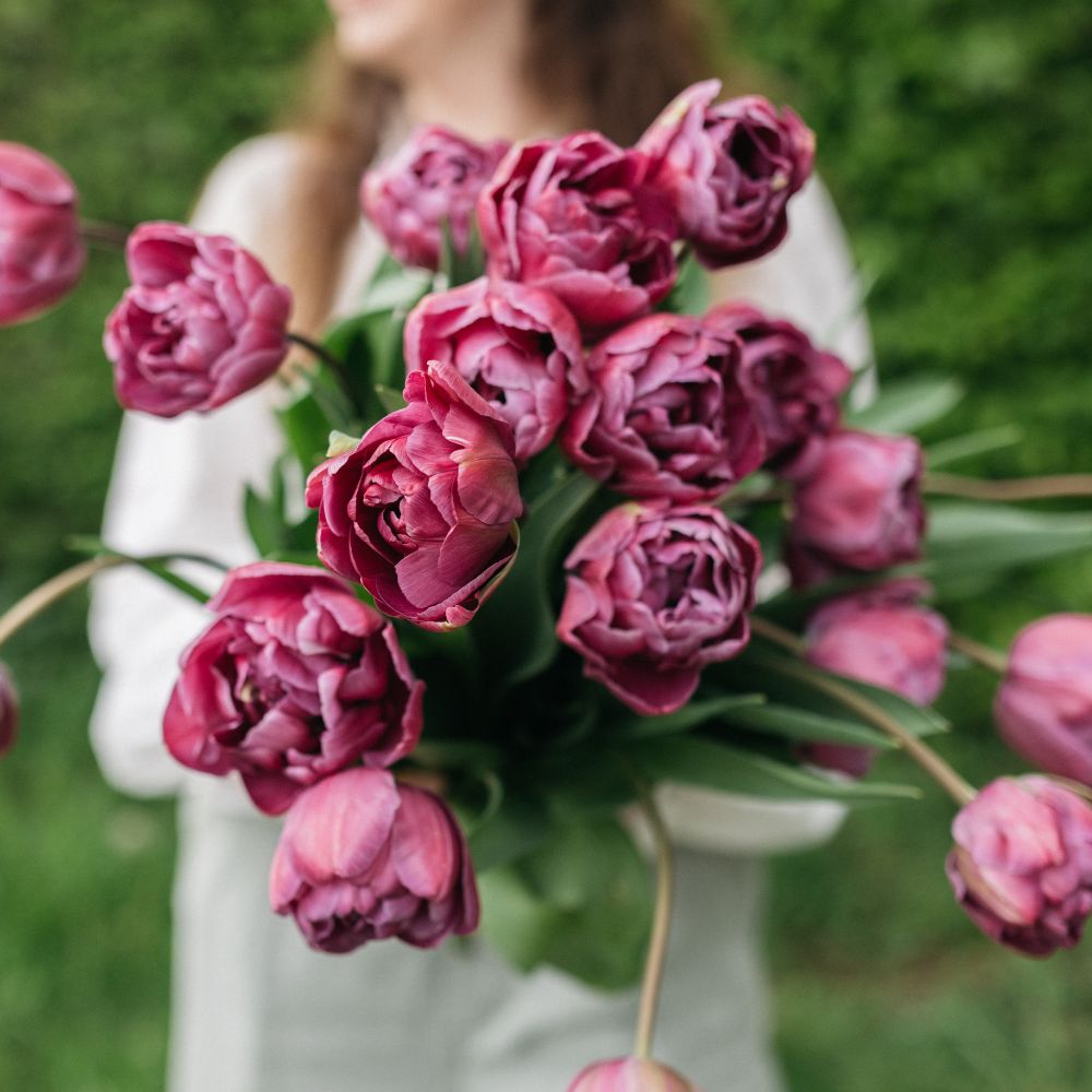 Tulip 'Blue Diamond' (15 bulbs)