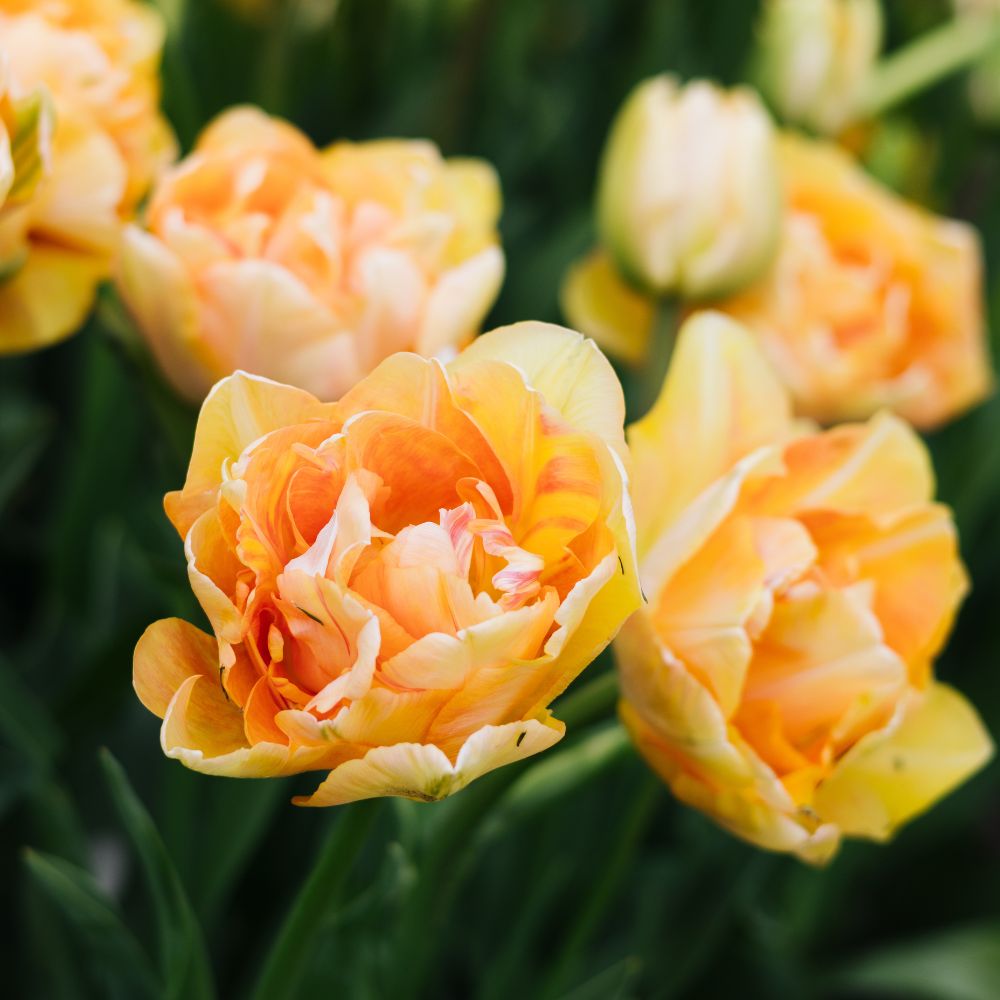 Tulip 'Charming Beauty' (15 bulbs)