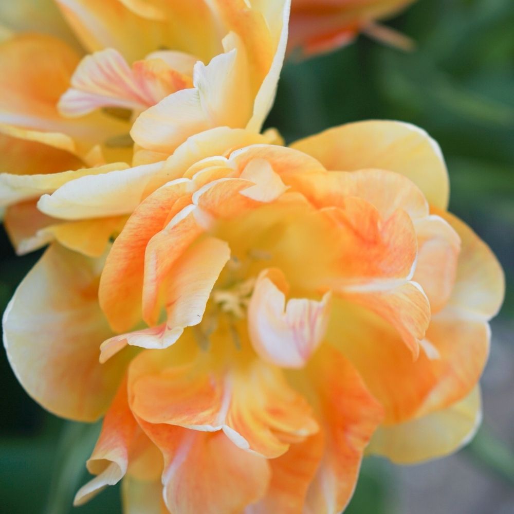 Tulip 'Charming Beauty' (15 bulbs)