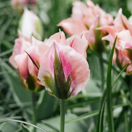 Tulip 'China Town' (15 bulbs)