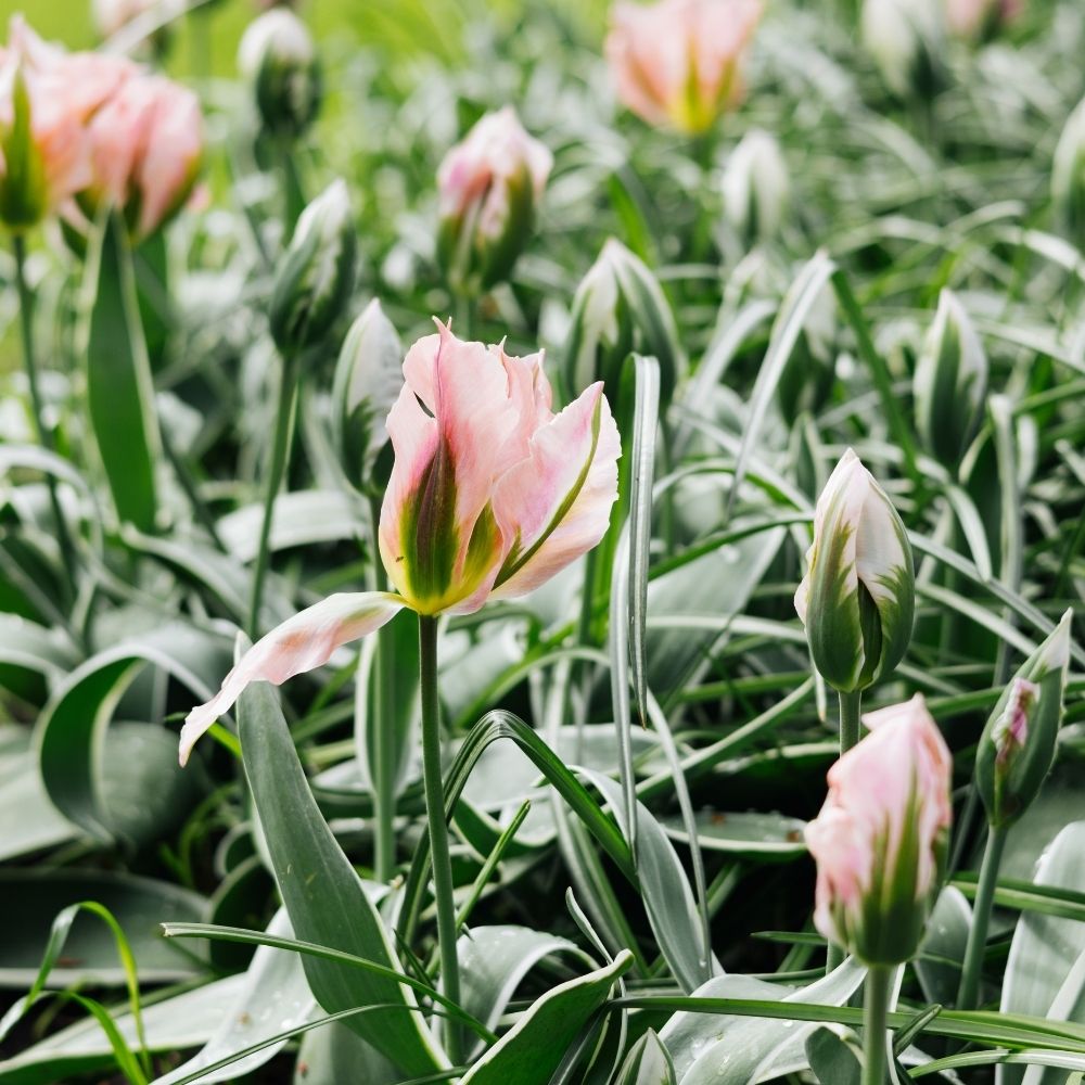 Tulip 'China Town' (15 bulbs)