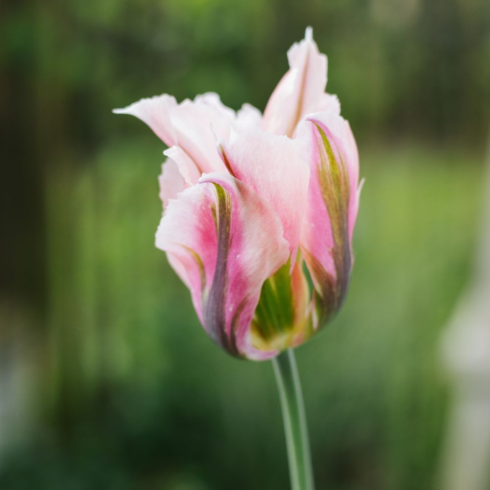 Tulip 'China Town' (15 bulbs)