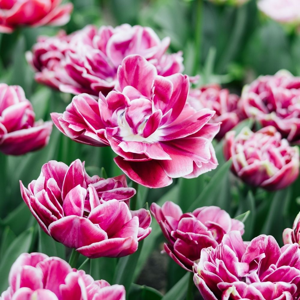 Tulip 'Dream Touch' (10 bulbs)