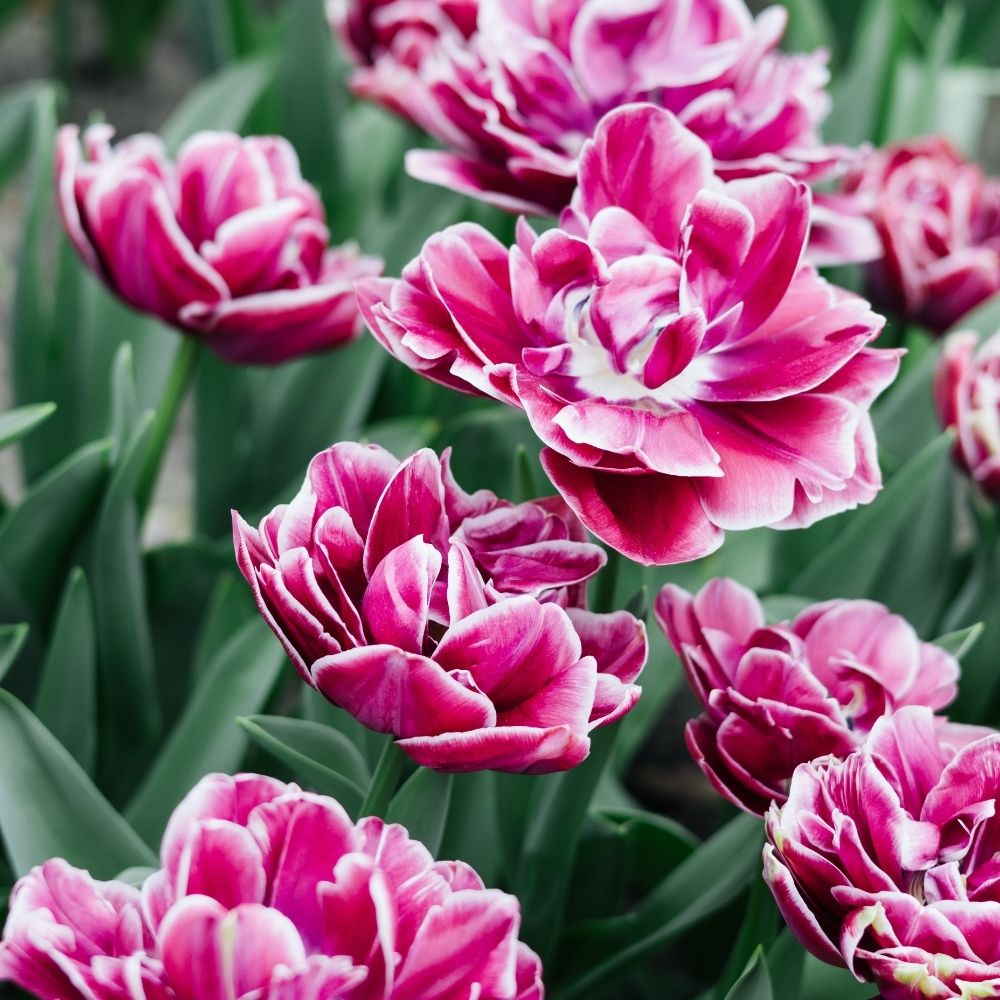 Tulip 'Dream Touch' (10 bulbs)