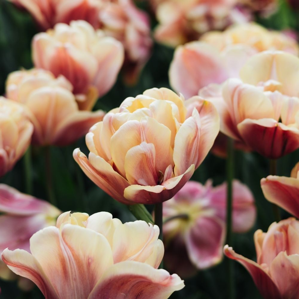 Tulip 'La Belle Epoque' (10 bulbs)