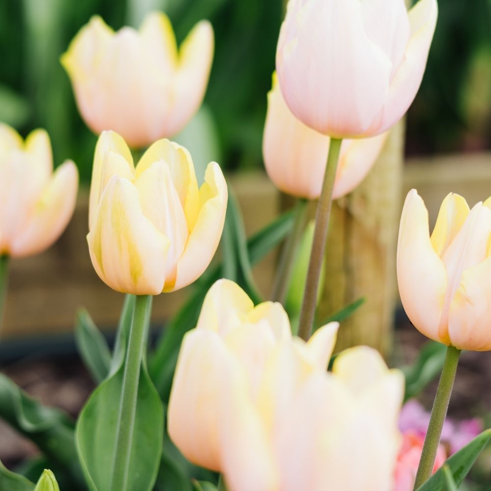 Tulip 'Mango Charm' (15 bulbs)