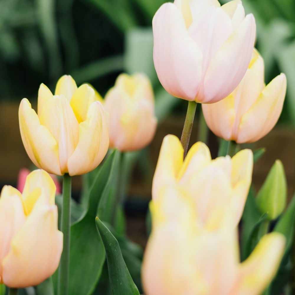 Tulip 'Mango Charm' (15 bulbs)