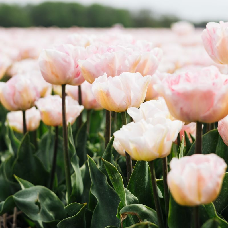 Tulip 'Mariage' (15 bulbs)