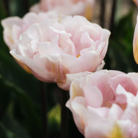 Tulip 'Mariage' (15 bulbs)