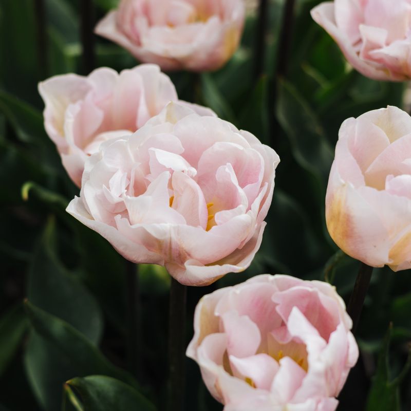 Tulip 'Mariage' (15 bulbs)