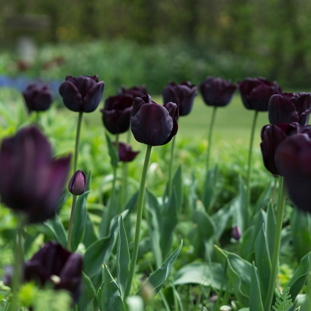 Tulip 'Paul Scherer' (15 bulbs)