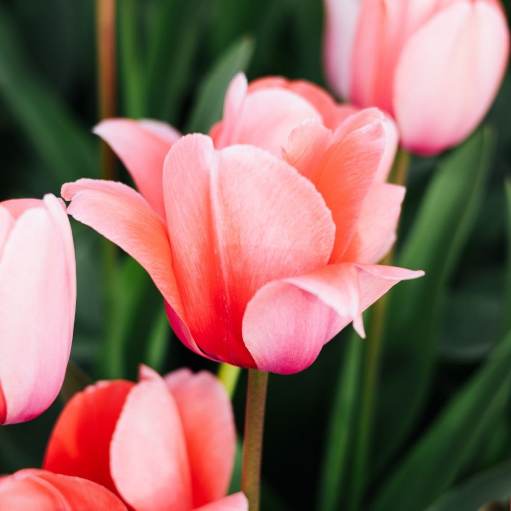 Tulip 'Pink Impression' (15 bulbs) BIO