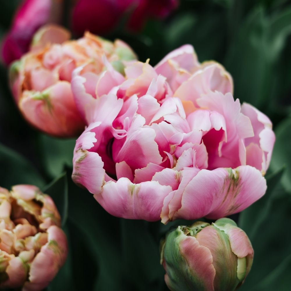 Tulip 'Pink Star' (15 bulbs)