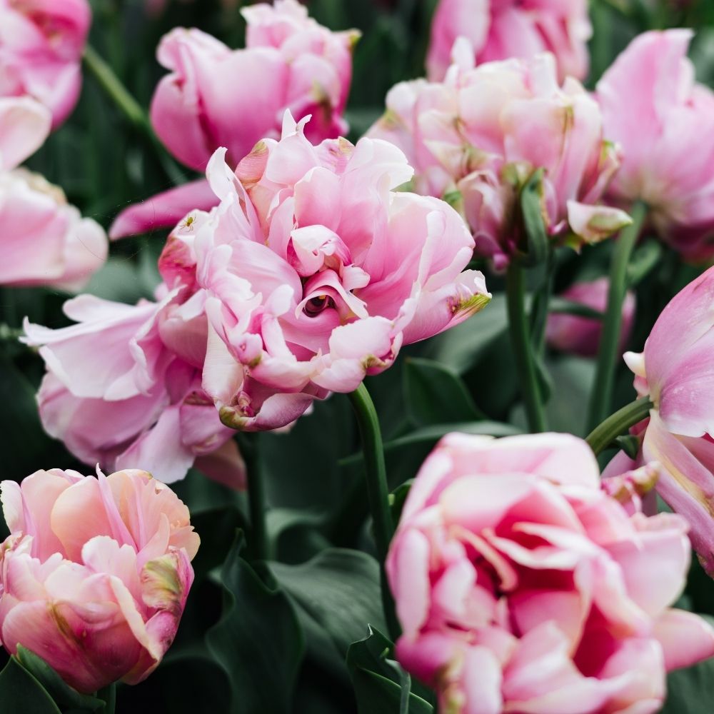 Tulip 'Pink Star' (15 bulbs)