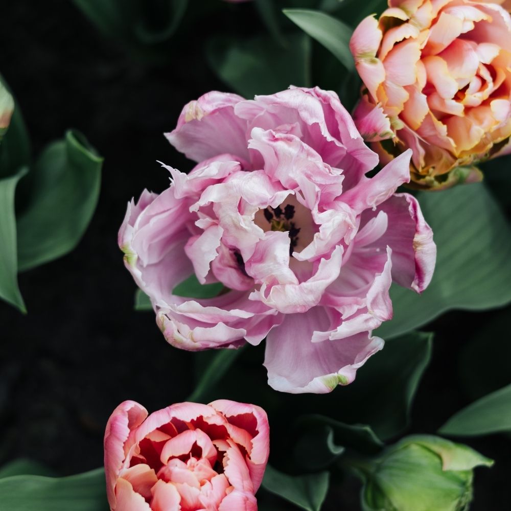 Tulip 'Pink Star' (15 bulbs)