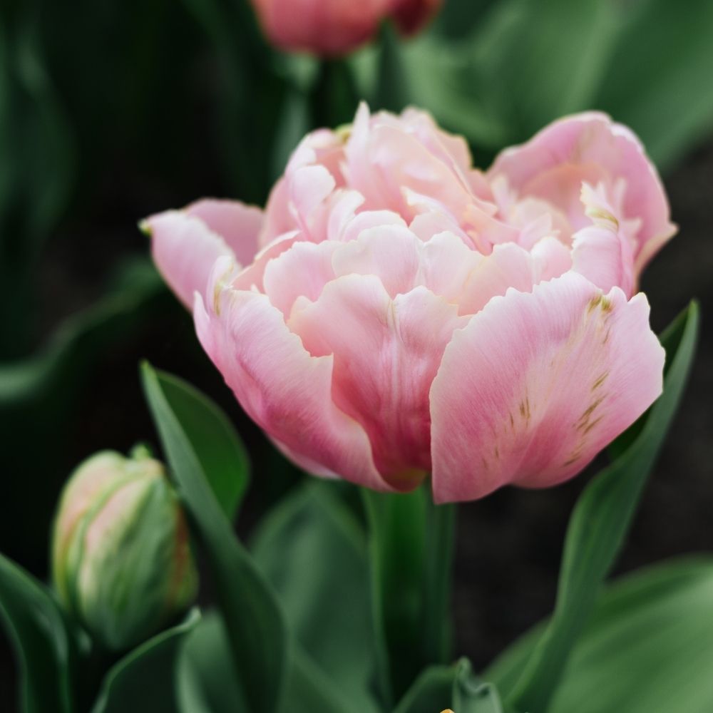 Tulip 'Pink Star' (15 bulbs)