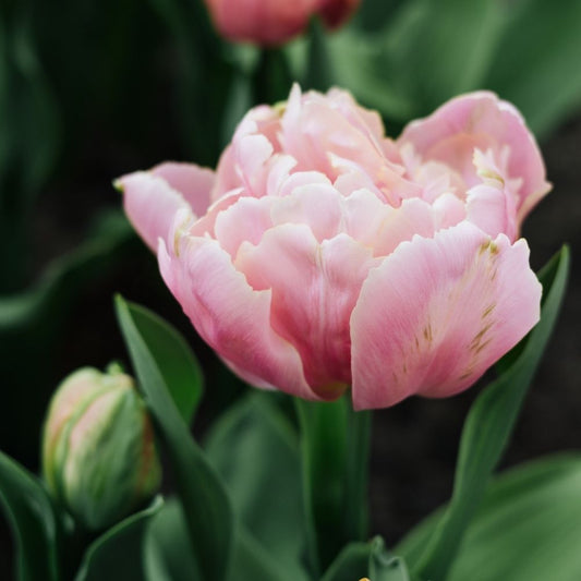 Tulip 'Pink Star' (15 bulbs)