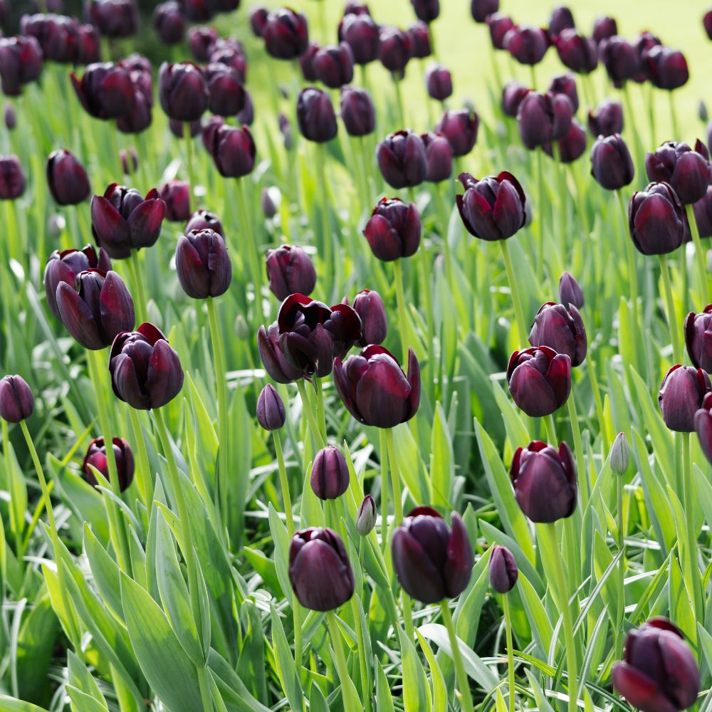 Tulip 'Queen of Night' (15 bulbs)