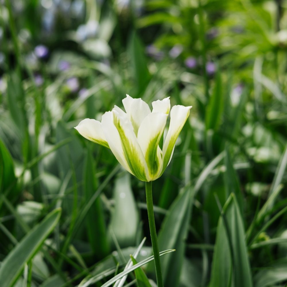 Tulip 'Spring Green' (15 bulbs)