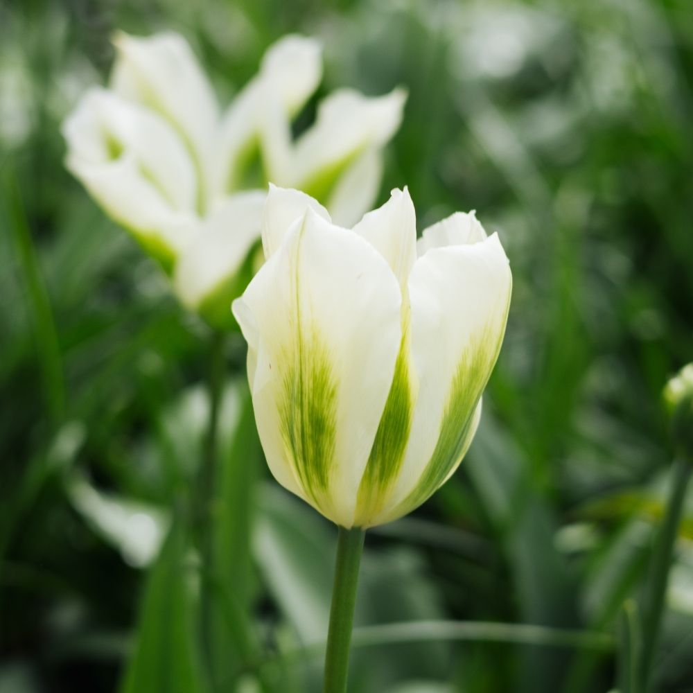 Tulip 'Spring Green' (15 bulbs)