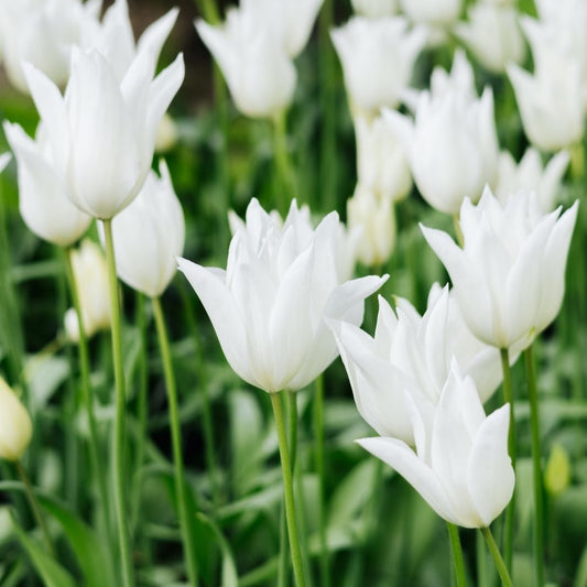 Tulip 'White Triumphator' (15 bulbs)