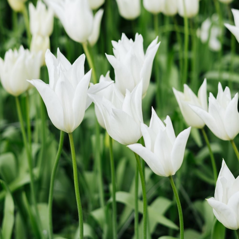 Tulip 'White Triumphator' (15 bulbs)