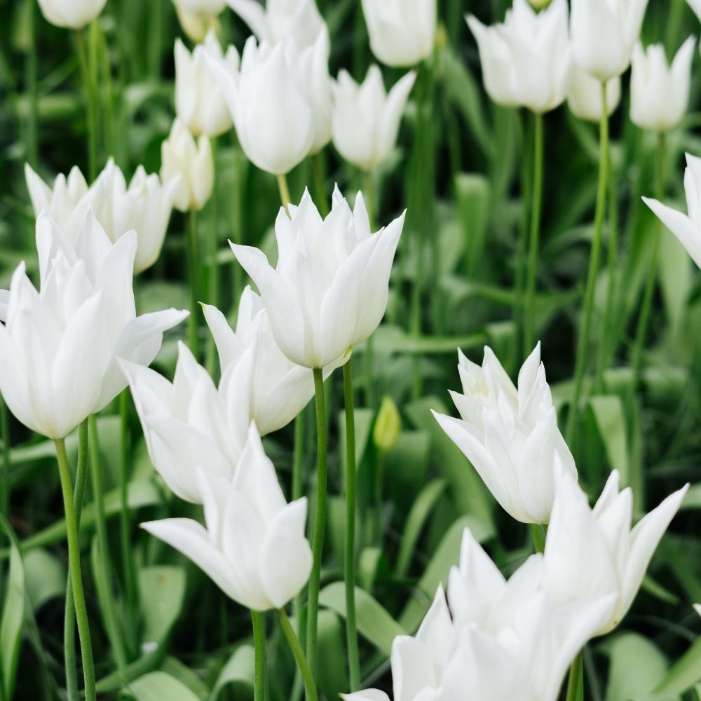 Tulip 'White Triumphator' (15 bulbs)