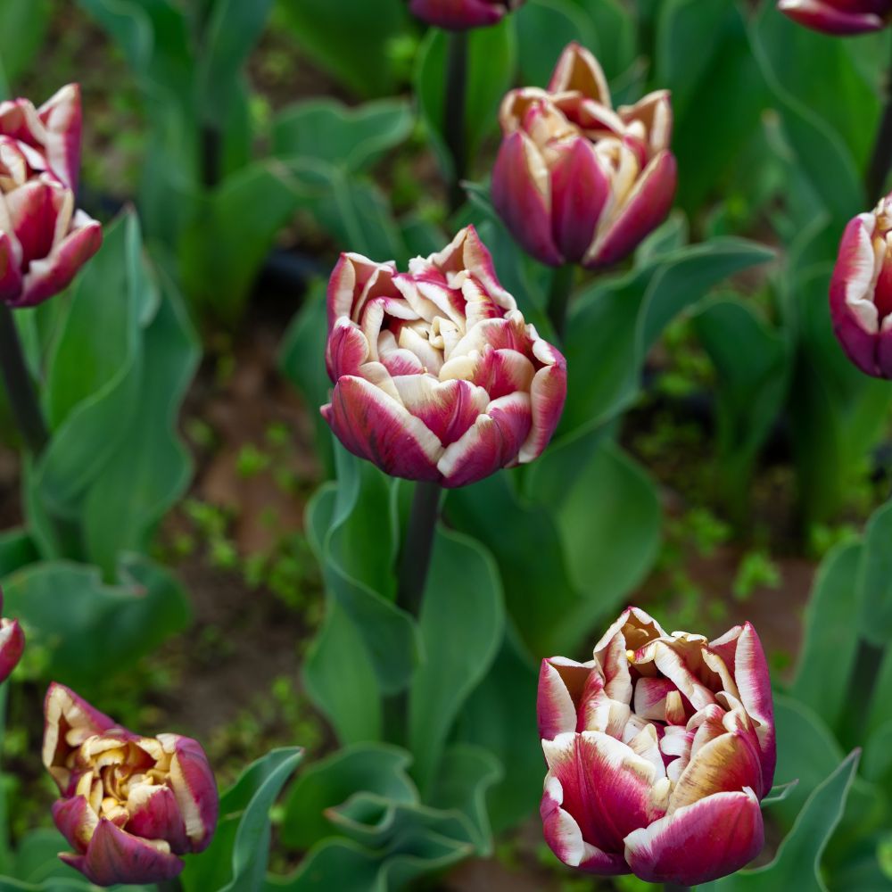 Tulip 'Wyndham' (15 bulbs)