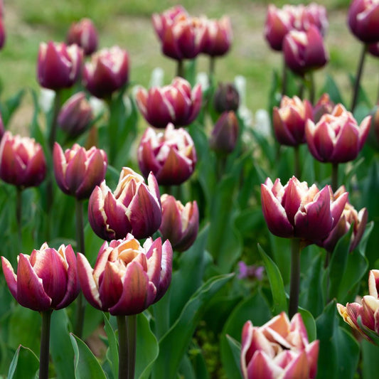 Tulip 'Wyndham' (15 bulbs)