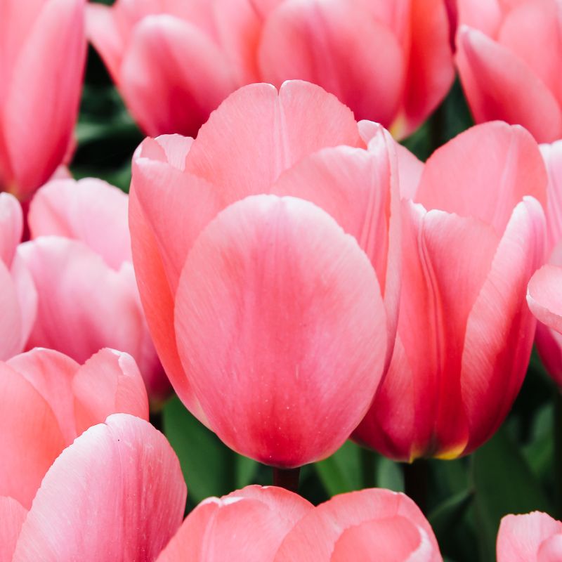 Tulip 'Big Love' (15 bulbs) BIO