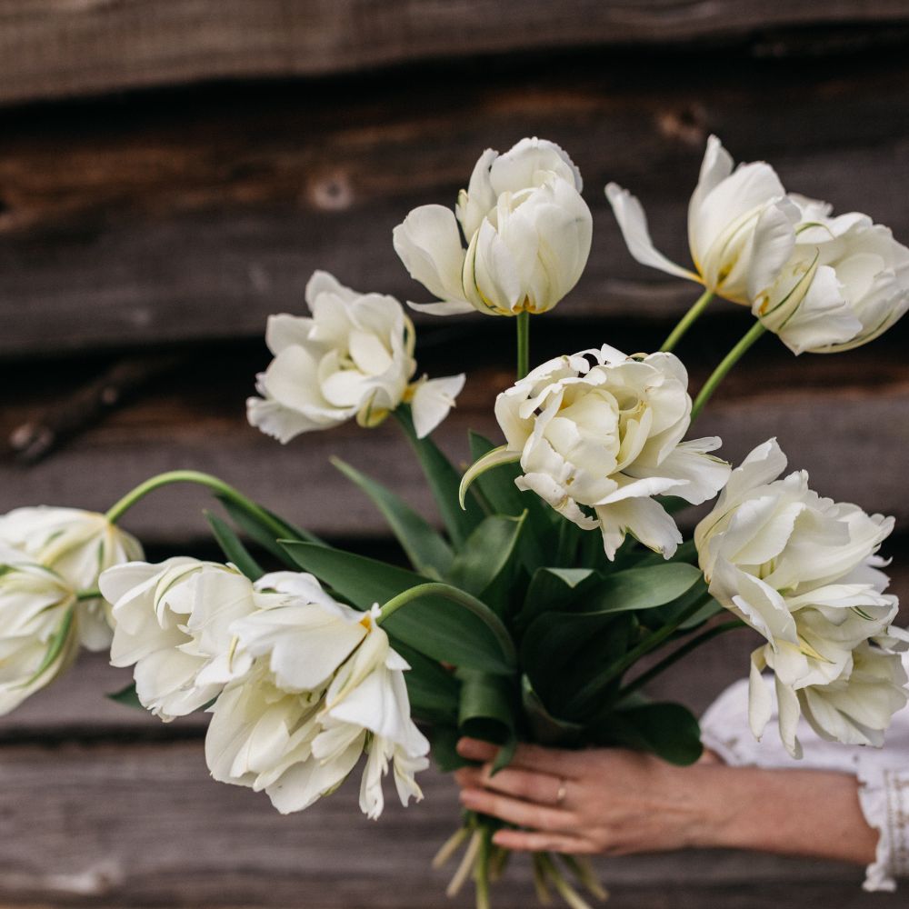 Tulip 'White Valley' (15 bulbs)