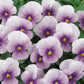 Viola cornuta 'Sorbet Icy Blue' (horned pansy)