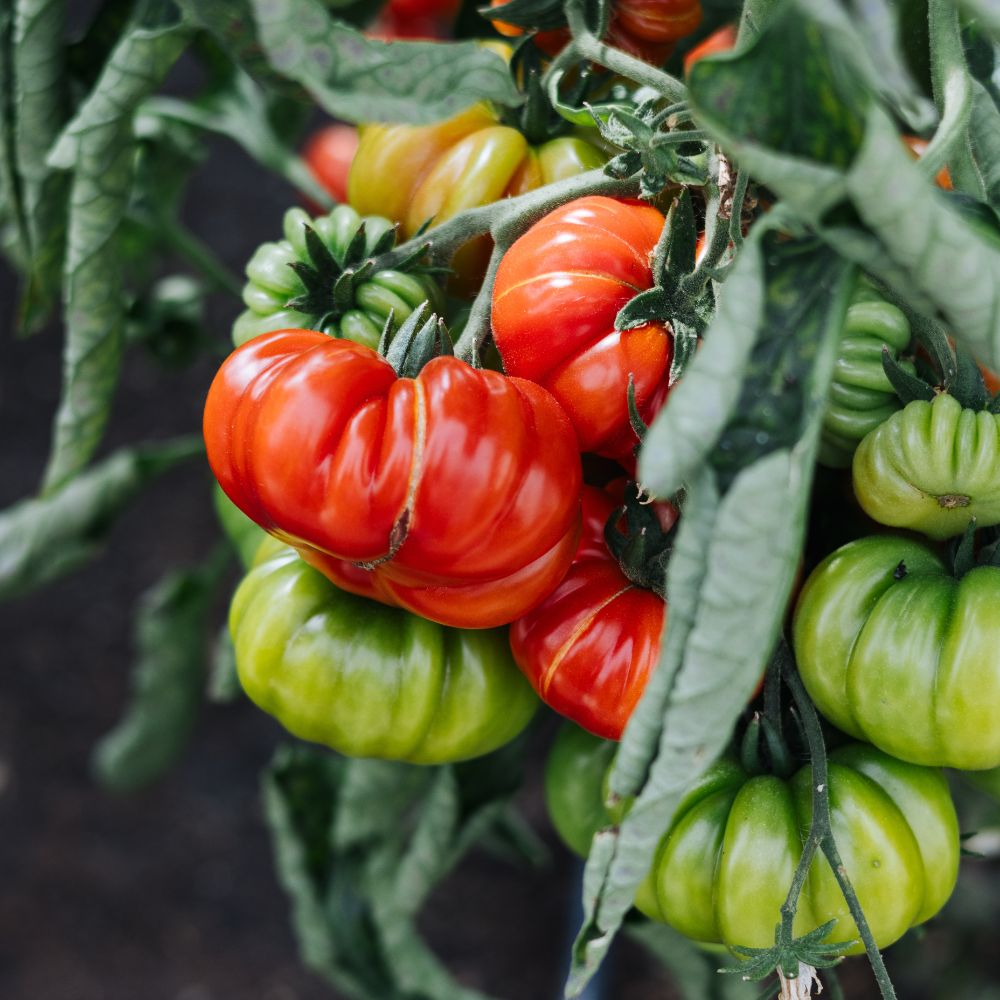 Meat tomato 'Marmande' BIO