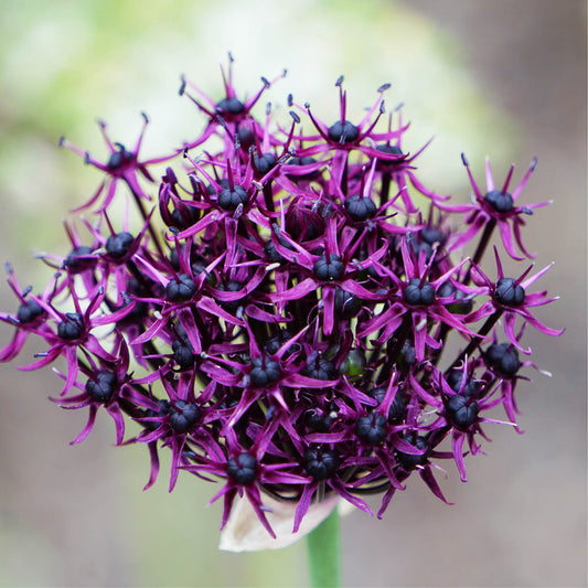 Allium atropurpureum (10 bulbs)