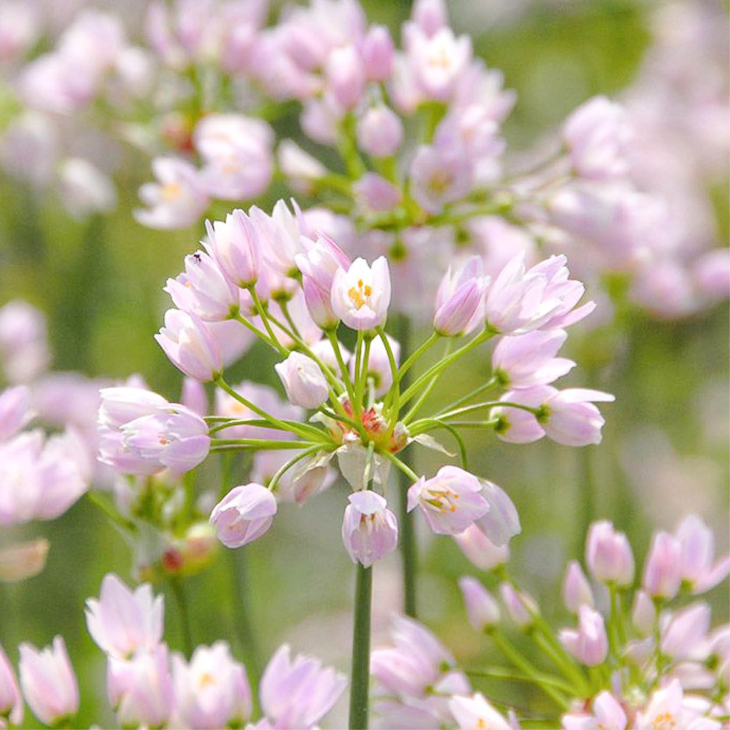 Allium roseum (pink garlic, 50 bulbs)