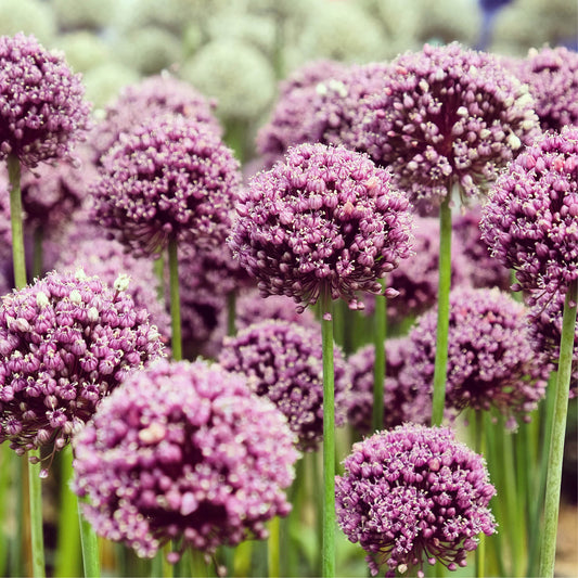 Allium 'Summer Drummer' (10 bulbs)