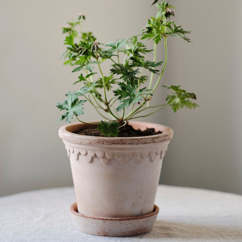 Copenhagen terracotta pot