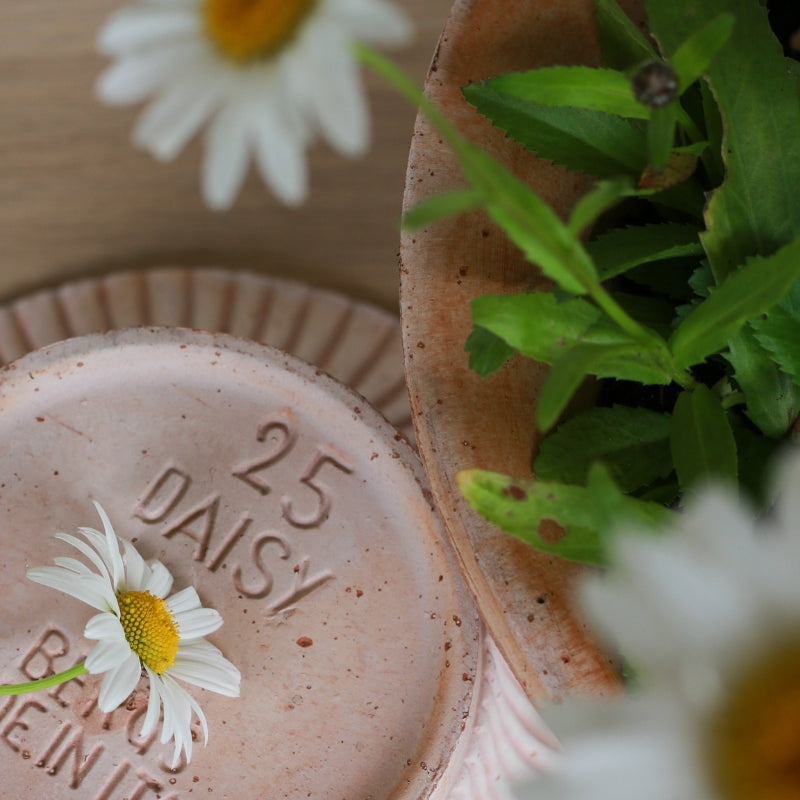 Daisy terracotta wall pot