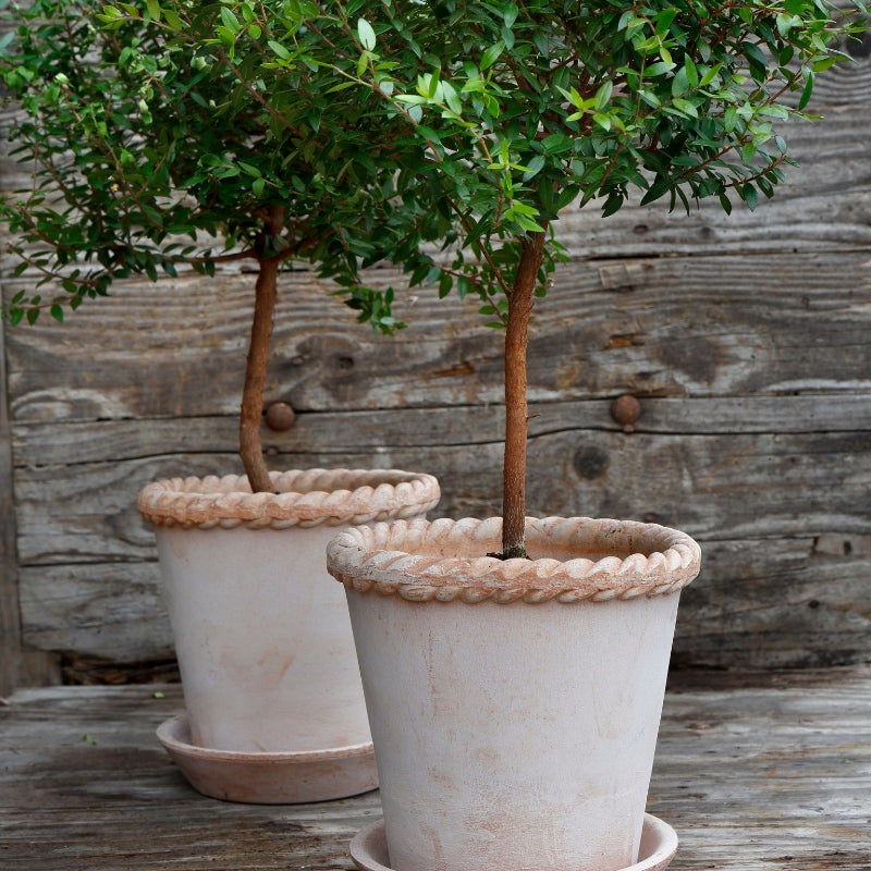 Emilia terracotta pot