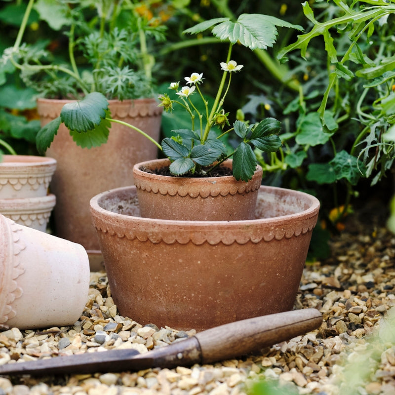 Helena terracotta low pot